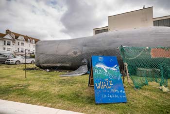 Ringo - 50ft Sperm Whale (thumbnail)
